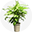 icon items